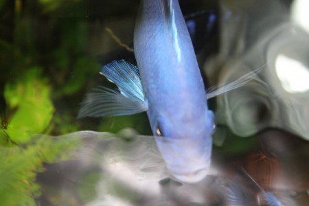 Метриаклима каллайнос брайт блю ,Metriaclima callainos bright blue 